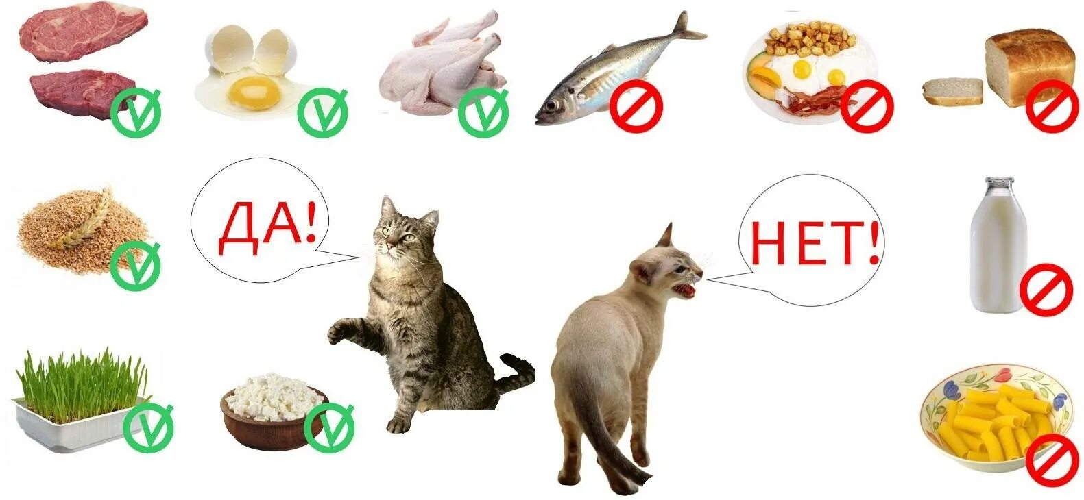 Кот не есть 3 дня что делать