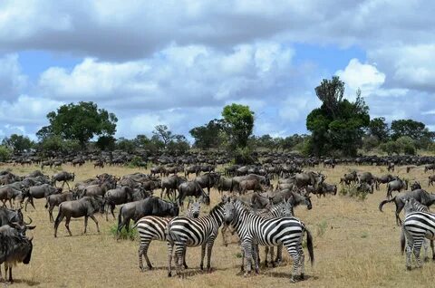 Serengeti