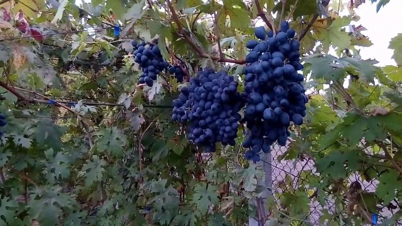 Слава Украине - лучший виноград 2021 года. - YouTube