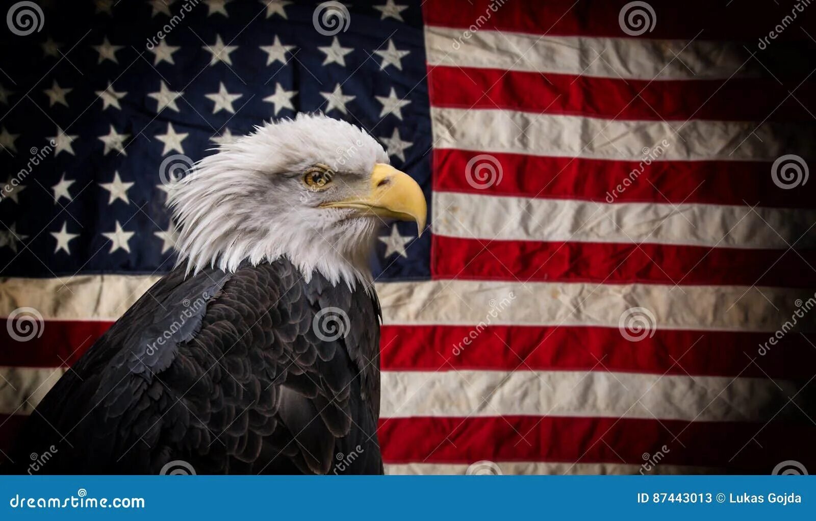 Ястреб сша. Символ америки белоголовый орлан. Символ америки белоголовый орлан. Американский флаг и ястреб. Ястреб сша.