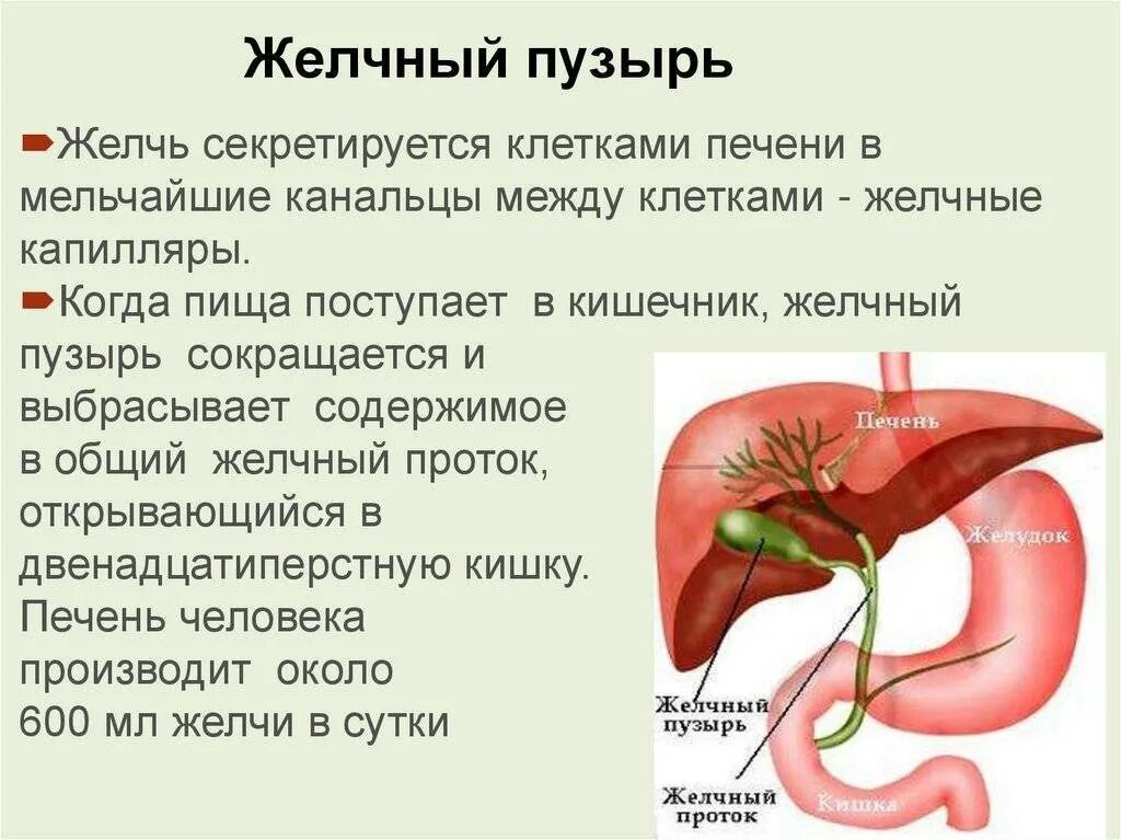 Желчь бывает