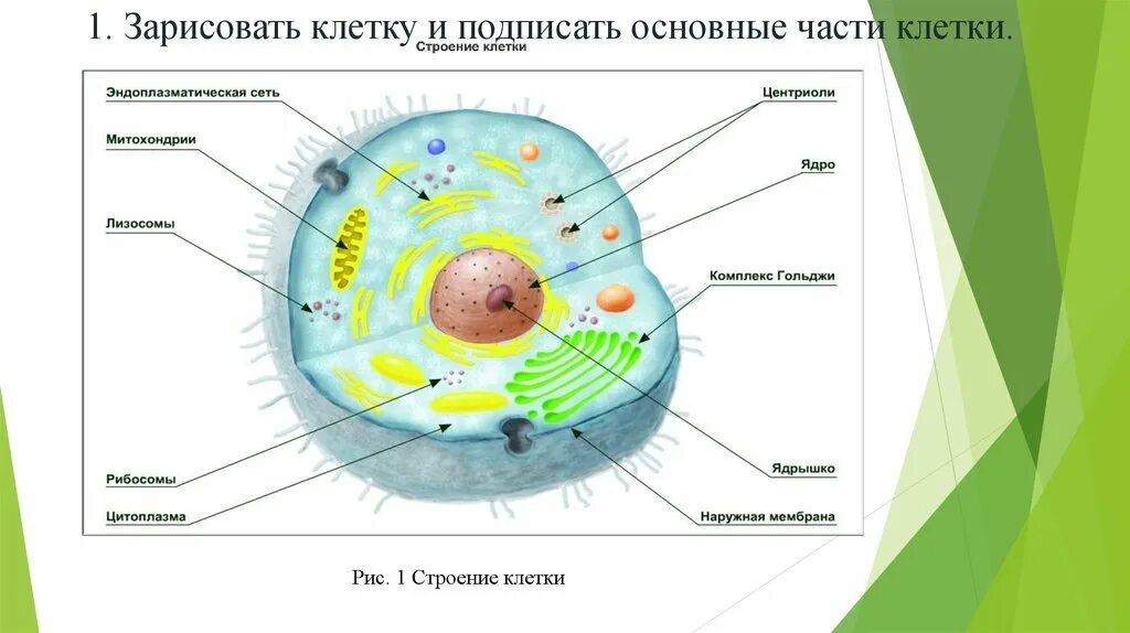 Основные части клетки анатомия. Строение клетки биология 8 кл. Строение клетки по биологии 8 класс. Клетка биология строение схема. Клетка состоит из биология