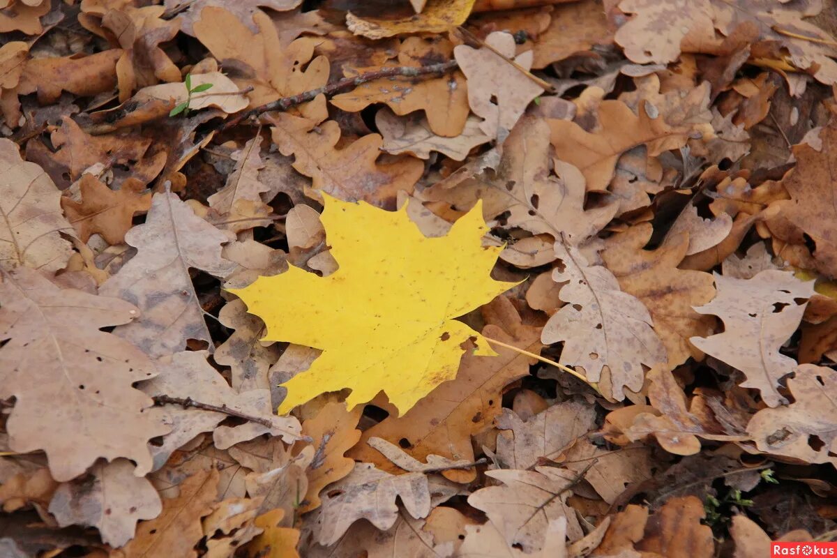 осень давай у листьев спросим слушать. осень давай у листьев спросим слушать. двойник а пенка осеннего осеннего. осень! - ну, давай, для верности, еще у листьев спросим. ну давай у листьев спросим.
