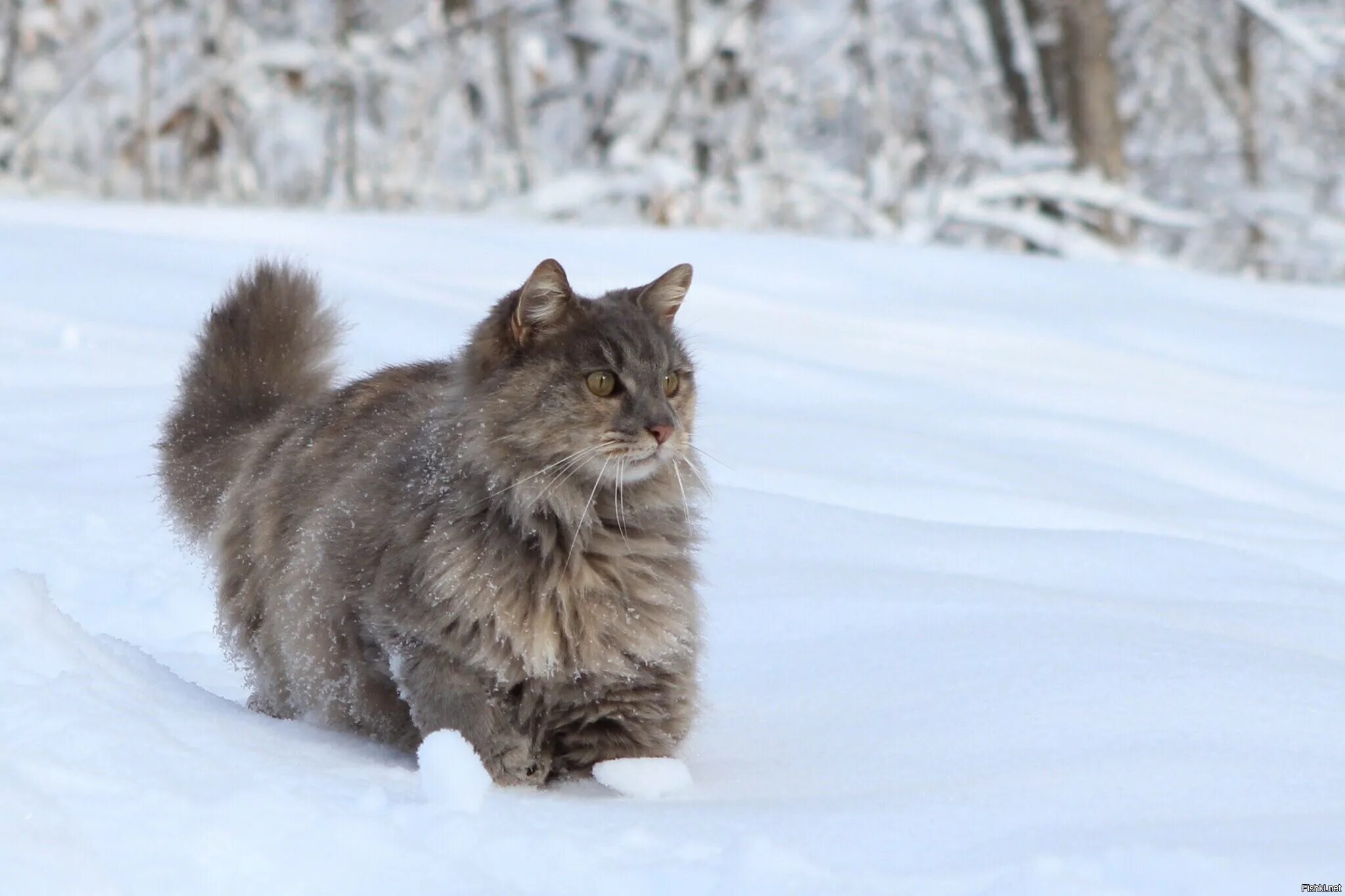 There are Cats in the picture. Black Metal Cat. These your cats