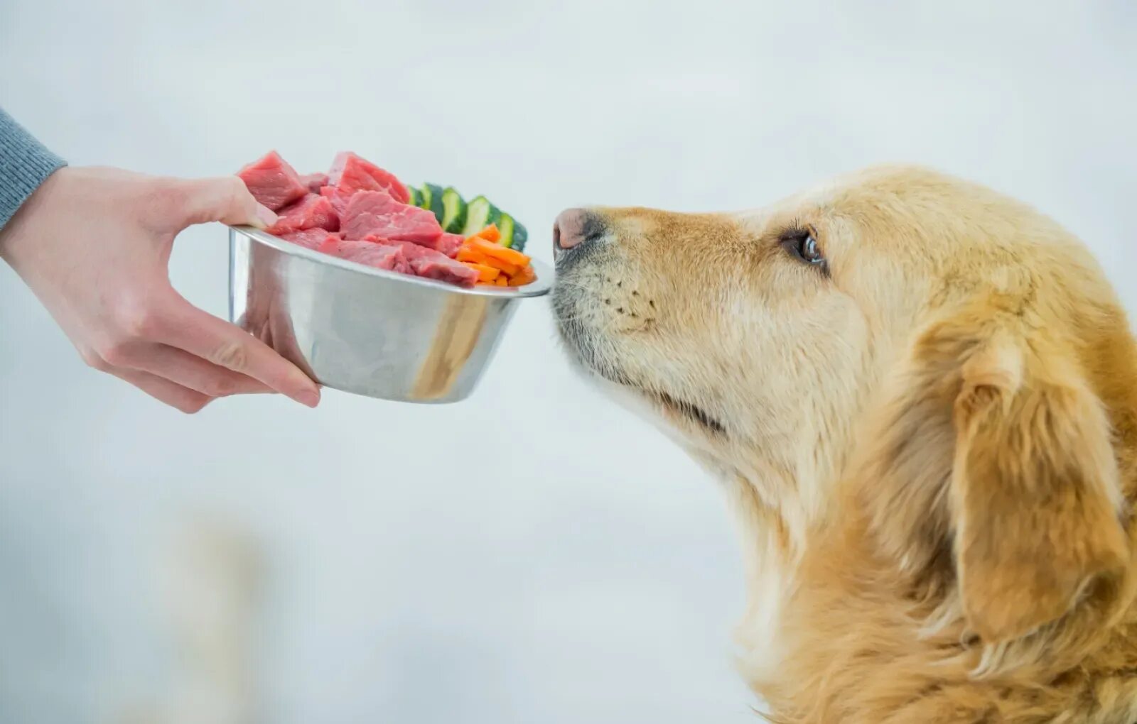 Животные с едой. Питание собак. Еда для собак. Кормление собак. Диета для собак.