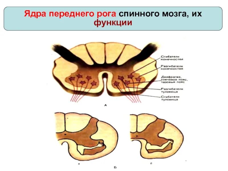 Рога спинного мозга функции. Передние и задние рога спинного мозга. передний рог спинного мозга функции. передние рога спинного мозга. ядра в передних рогах спинного мозга.