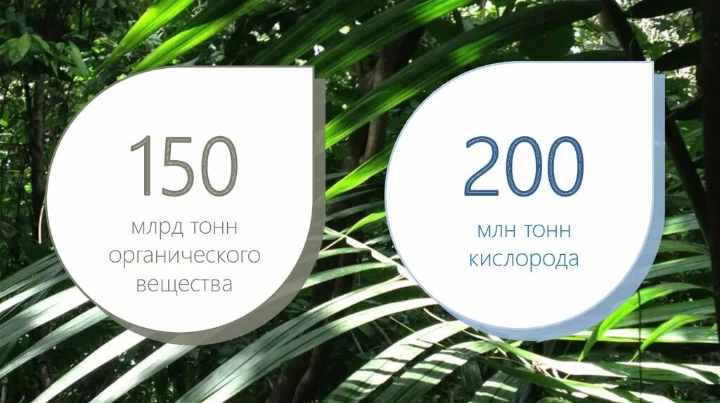 200 млн т. 200 млн т