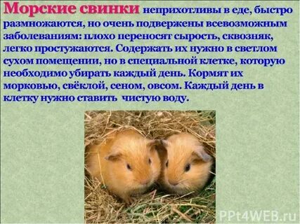 Животное живого уголка окружающий мир 2 класс