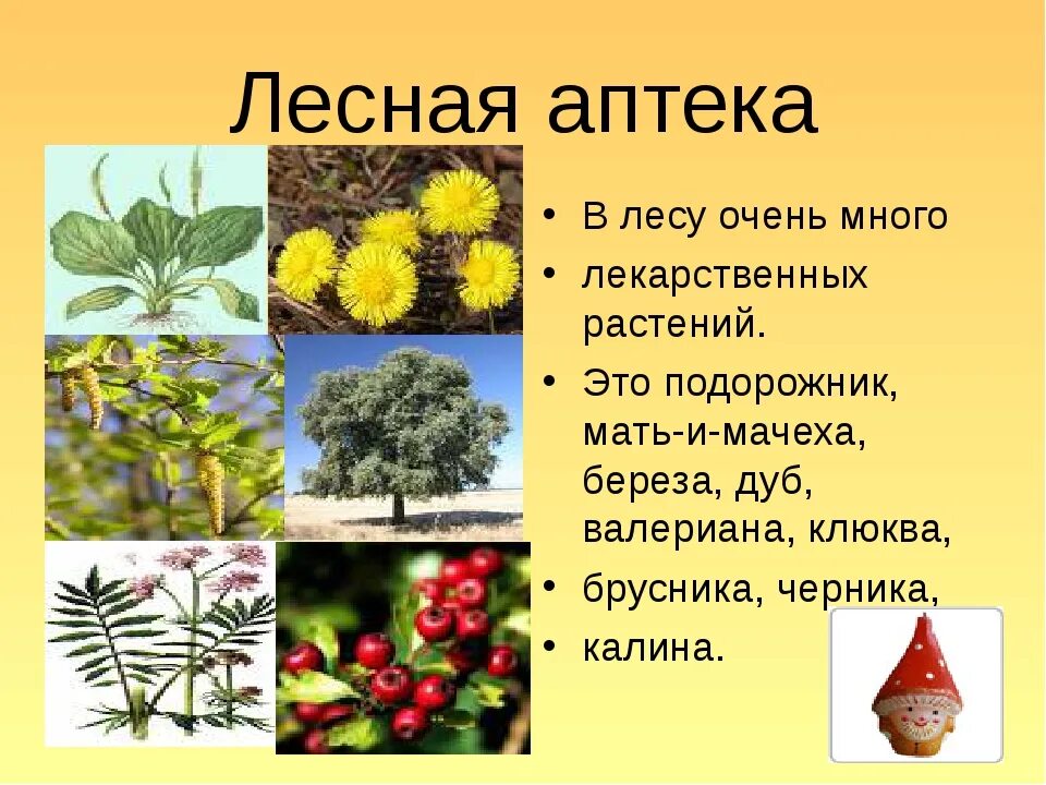 Полезные растения в лесу для человека