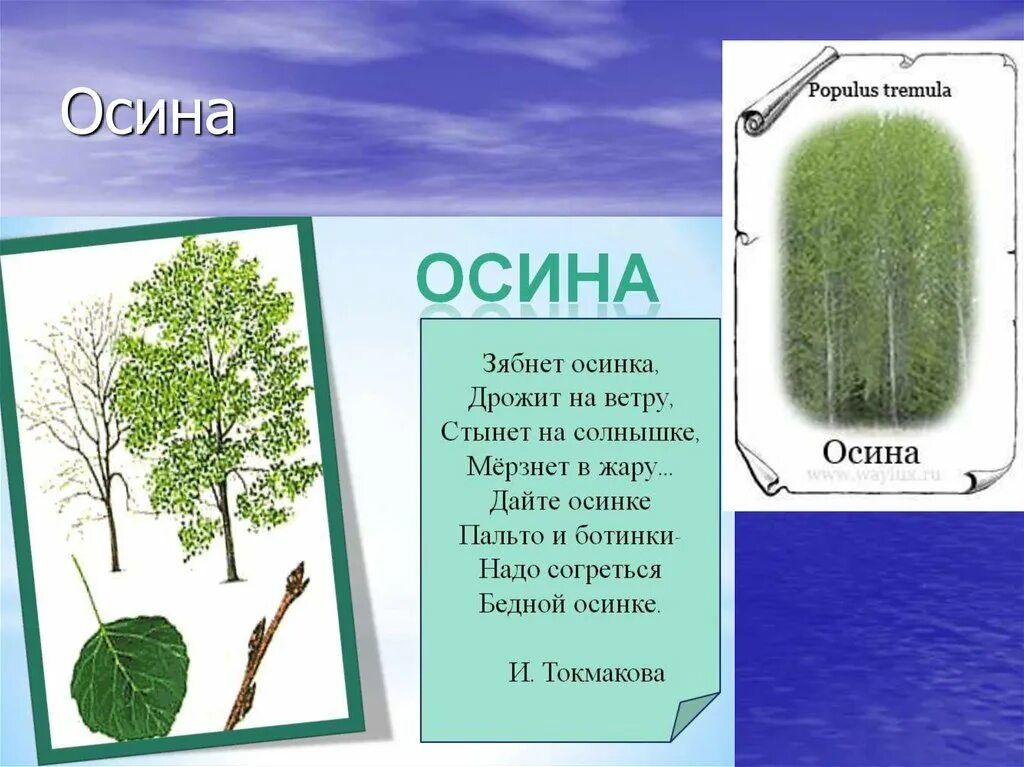 Осина. Осина описание. Доклад про осину. Осина картинка с описанием. Осина в какой природной