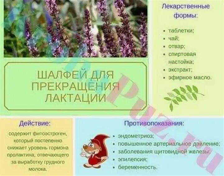 Травы усиливающие лактацию. Эфирное масло шалфея. Шалфей для прекращения лактации. Масло шалфея для прекращения лактации. Шалфей для прекращения.