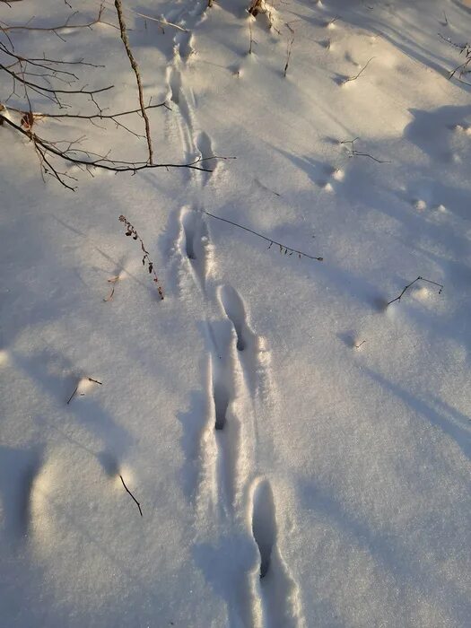 лесная куница следы на снегу. следы куницына снегу. следы куницы зимой. следы куницы на снегу зимой. следы хорька и куницы на снегу.