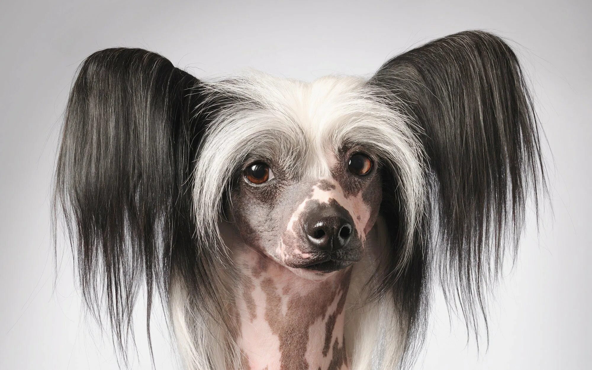 Китайская хохлатая лысая. Китайская хохлатая собака волосатая. Китайская хохлатая собака лысая. Китайская хохлатая собака с шерстью.