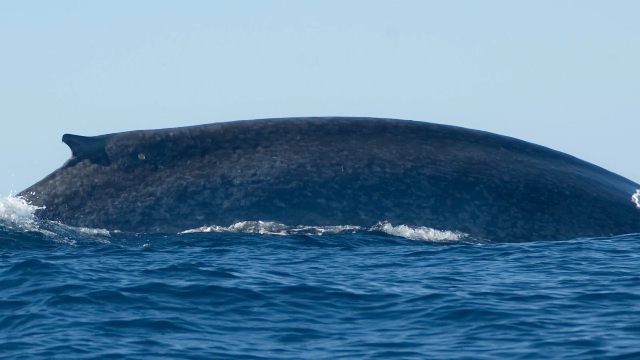 Сколько длиной самый большой кит. Исполинский кит. Гигантский кит. Самый большой кит в мире. Самый большой в мере кииит.