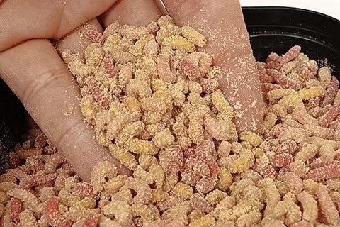 Личинки для рыбалки