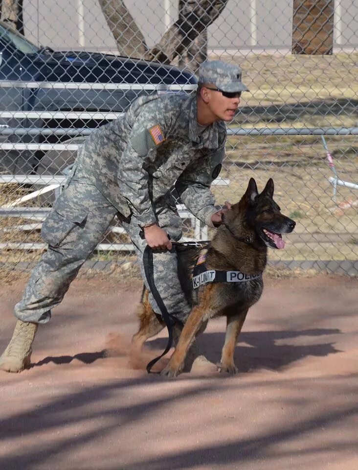 Военные овчарки фото Military german shepherd Military dogs, Military working dogs, Army dogs