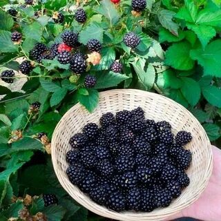 Где растет ежевика