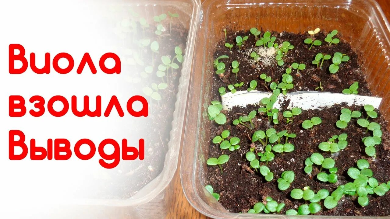 Пикировка виолы после всходов когда и как. Виола пикировка рассады. пикировка анютиных глазок. виола сеянцы. всходы виолы.
