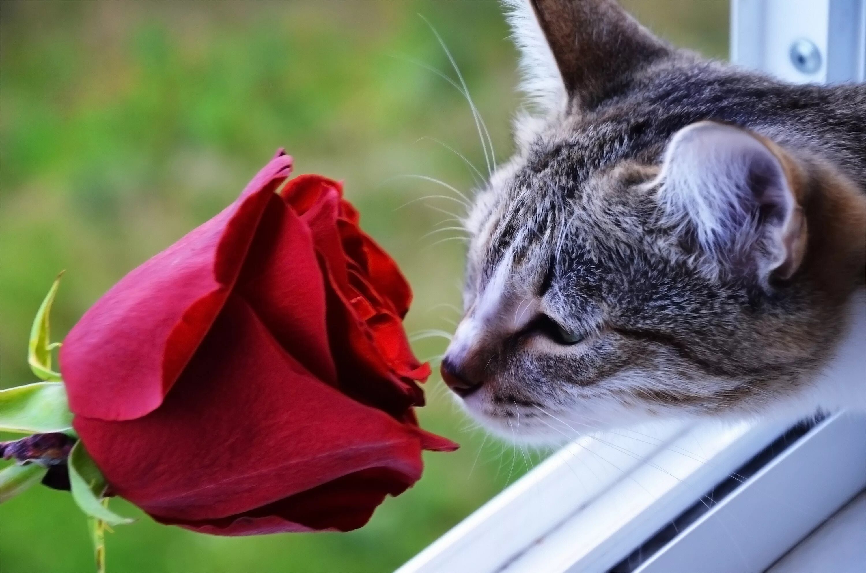 Кот и цветы. Кот с цветами. Котик с цветочком. Коты и розы. Котенок любит играть с цветами