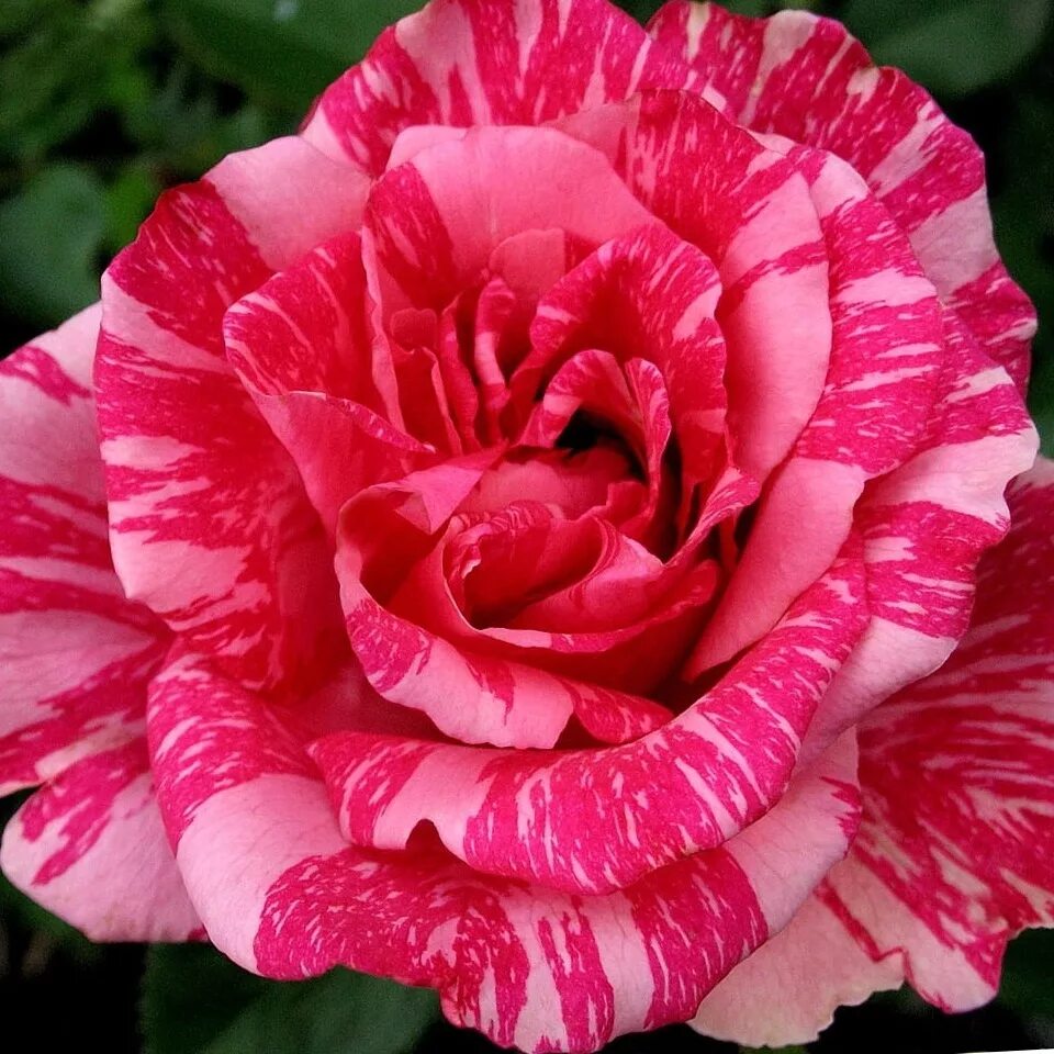 Саженцы роза Агродекор Pink Intuition AGRO3475 1 шт. - купить в Москве, цены на 