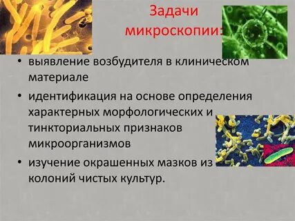 Метод микроскопии позволяющий изучать вирусы напрямую