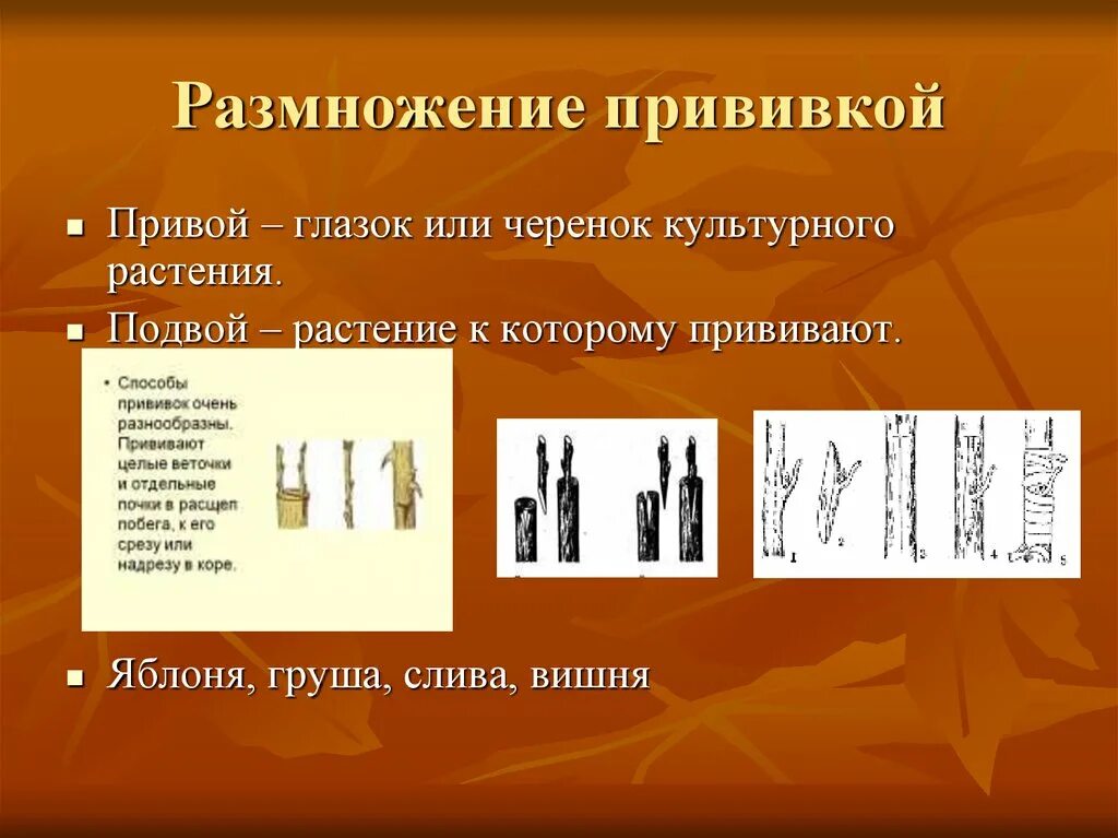 Размножение глазком. Размножение растений прививками кратко. Вегетативное размножение прививкой черенком. Прививка растений вегетативное размножение. Растения размножающиеся прививкой.