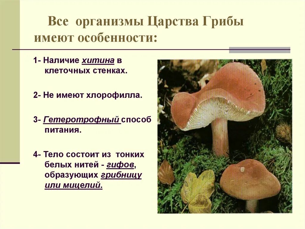 Питательные вещества содержащиеся в грибах. Хитин у грибов. Представители царства грибов. Организмы царства грибов. Строение грибов хитин.
