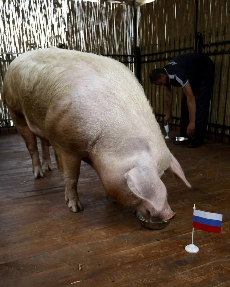 свинья хряк поросенок кабан. миргородская порода свиней. хряк. хряк. хряк картинки.