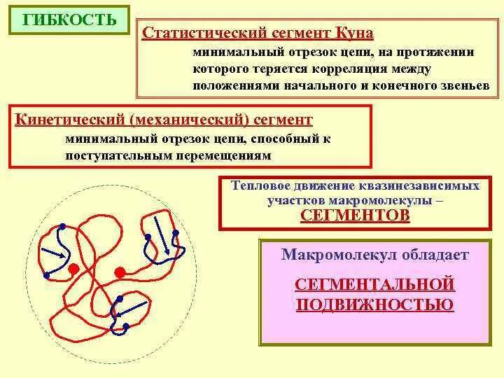Статистический сегмент. Сегмент куна и гибкость макромолекул. кинетический сегмент. статистический сегмент полимера.