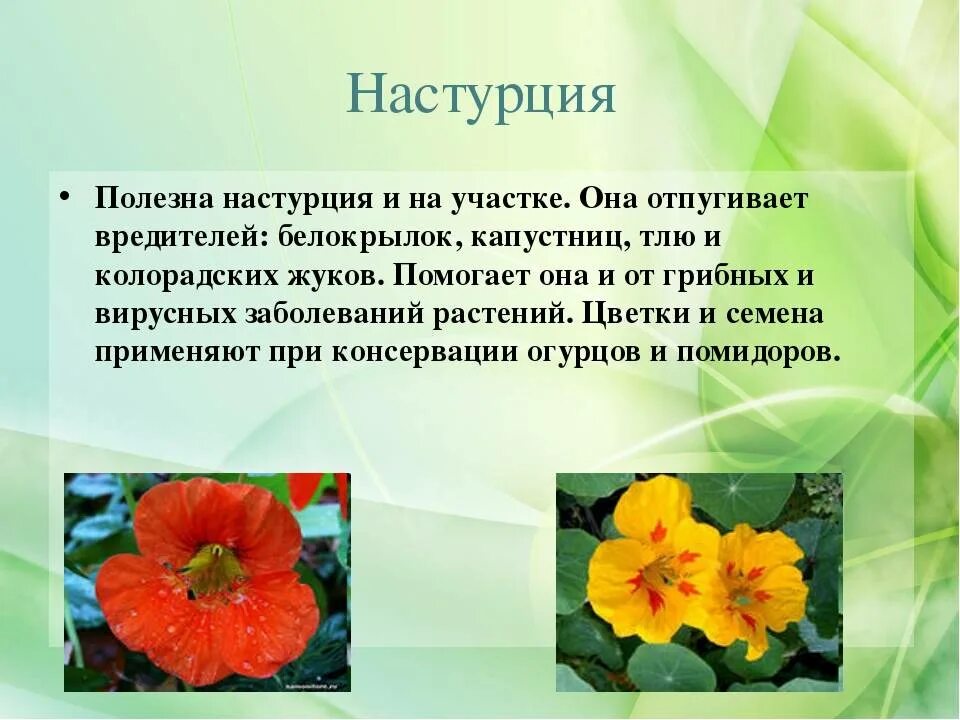 Настурция цветок описание как выглядит