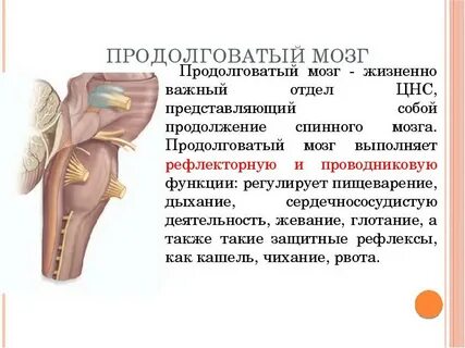 Спинного продолговатого среднего мозга и моста
