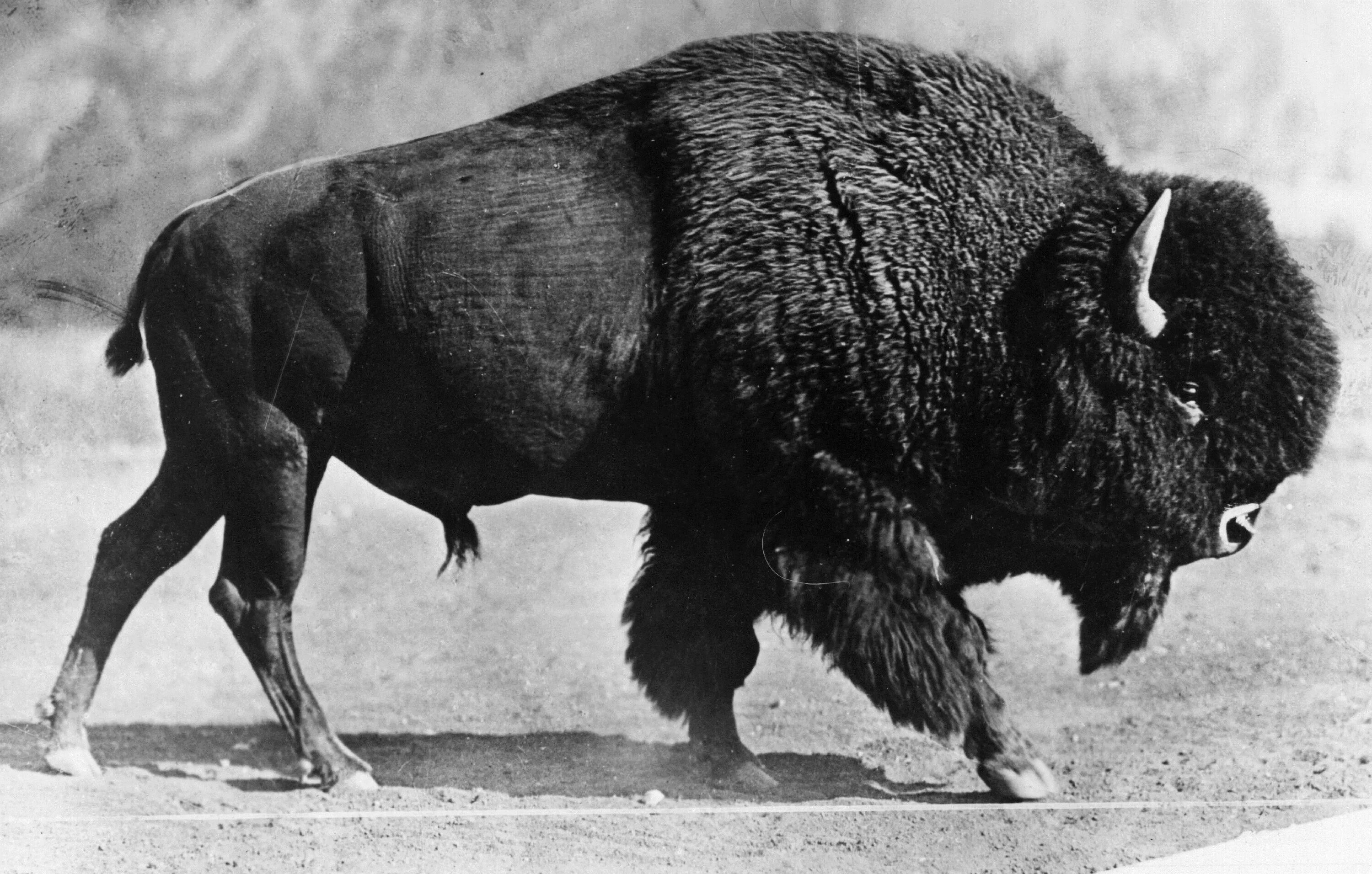 Фотки бизона. Фотки бизона. Американский бизон. Фотки бизона. Американский степной бизон.