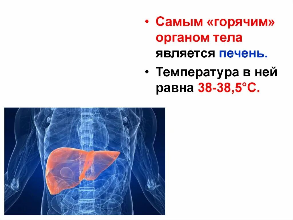 Печень является органом. Температура человеческой печени. Температура печени равна. Печень самый горячий орган.