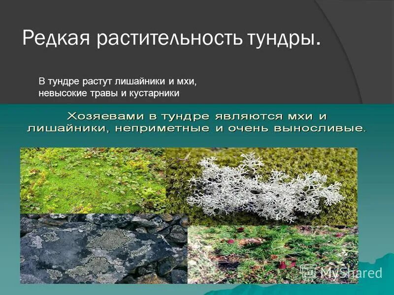 растительность тундры морфологический разбор