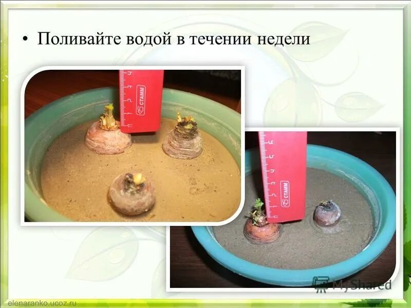 Опыты с морковью для детей. Опыт с морковью в воде. Проращивание верхушки моркови. Огород на подоконнике морковь. Опыты для детей с морковкой.