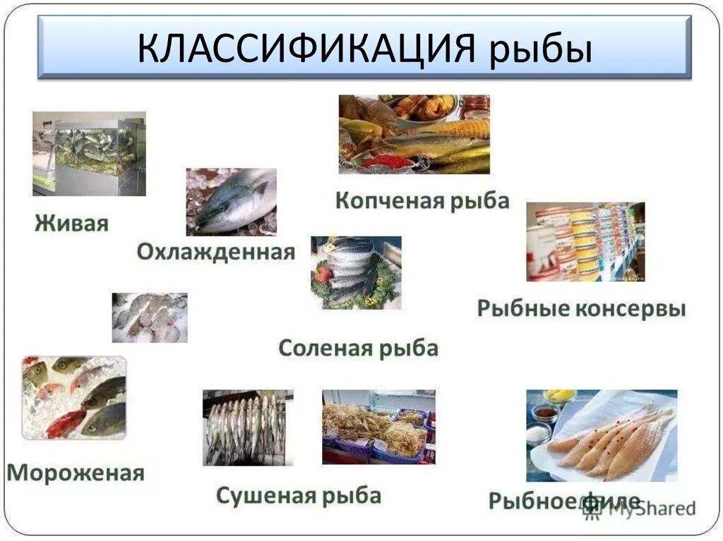 Группы соленой рыбы. Рыбная продукция ассортимент. Ассортимент рыбы и рыбных продуктов. Классификация и ассортимент рыбы. Классификация рыбы и рыбных товаров.