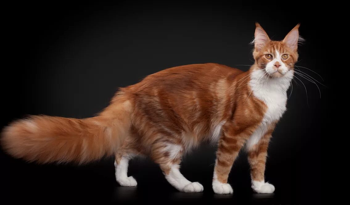 мейн кун арлекин. мейн кун черепаховый мраморный. куни полненькой женщине. мейн-кун. мейкун кот в полный рост.