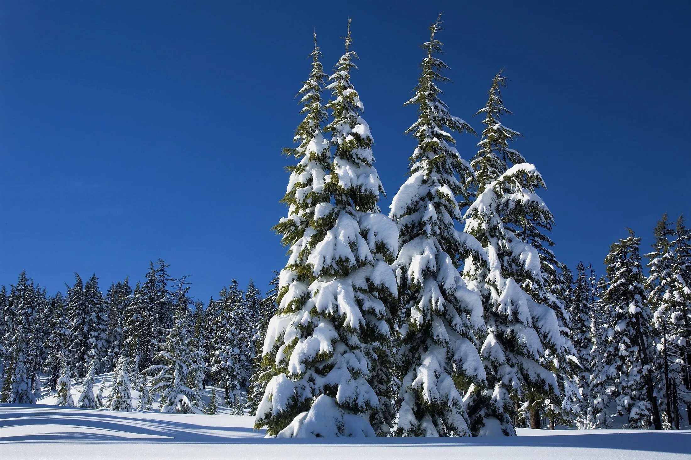 Ель в снегу. Сосна зимой. Зимний лес. Зимний еловый лес.