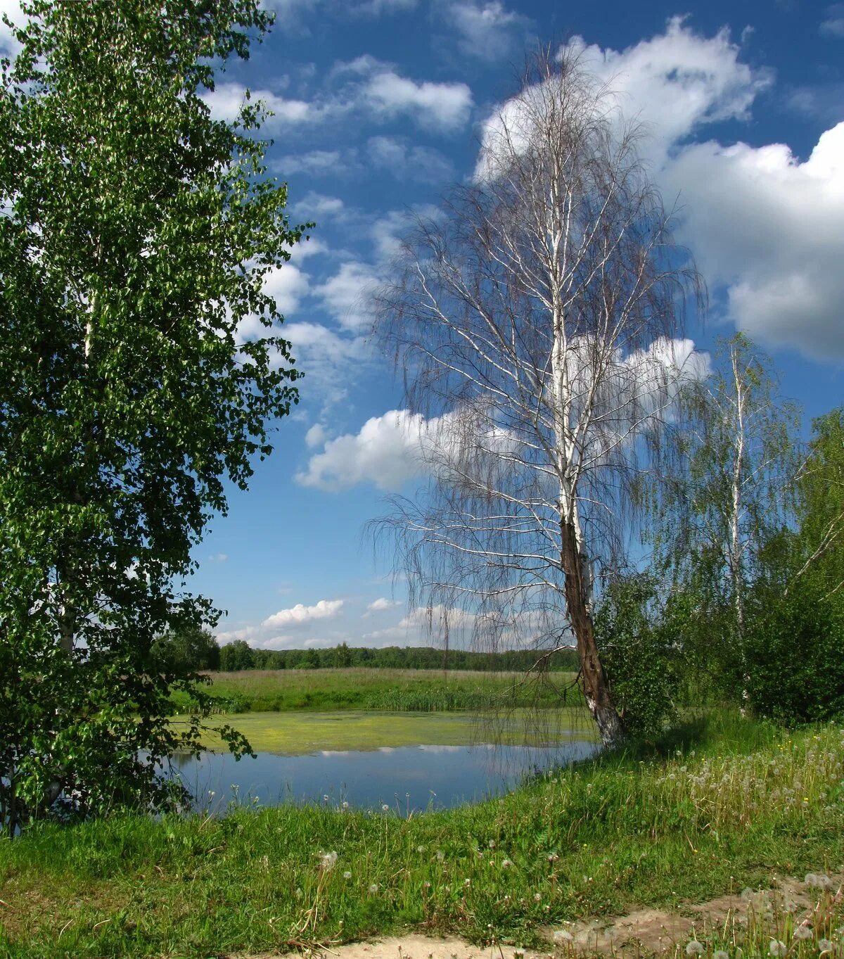 Река Березка Тверская область. Пушгоры береза. Береза повислая над рекой. Российские просторы Березовая роща.