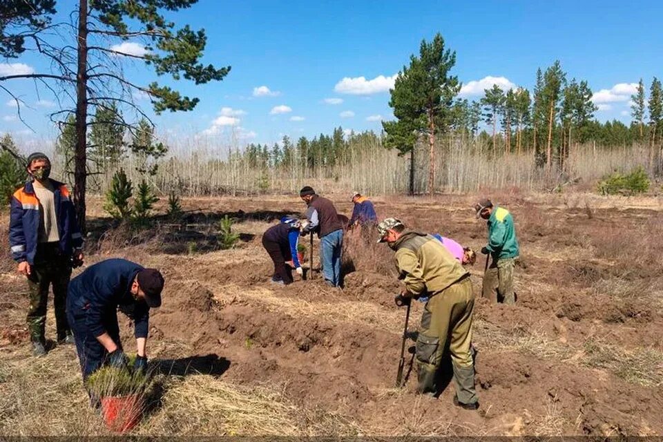 Высадка деревьев лесничество. Посадка леса. Алтай посадки леса.