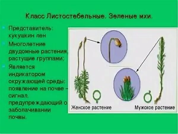 Строение листостебельных мхов 7 класс