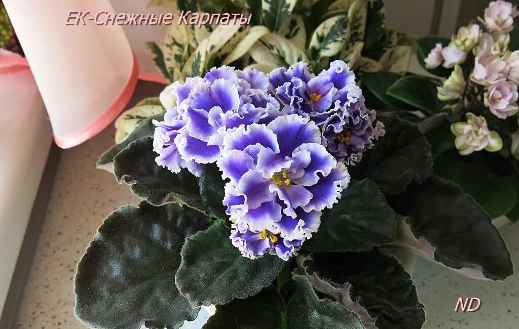 Ек-снежные карпаты. Сорт фиалки снежные карпаты. Фиалка снежные. Фиалка заснеженные карпаты. Фиалка snow jewel.