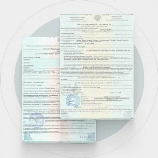 Заключение о карантинном фитосанитарном состоянии продукции