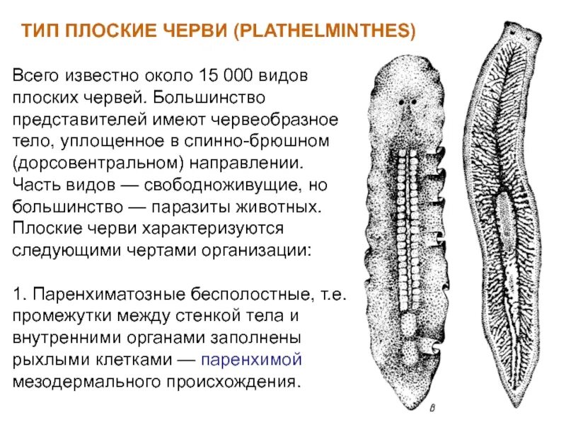 Свободноживущие плоские черви представители. Общая характеристика plathelminthes. Тип плоские черви.