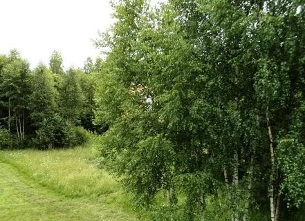 Как получить участок леса