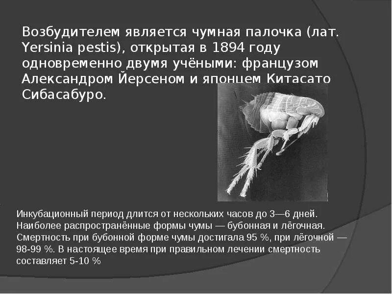 Презентация по теме чума. Чума болезнь презентация.