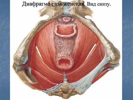 Қыз алғаш рет аузына мүше алады (порно онлайн)