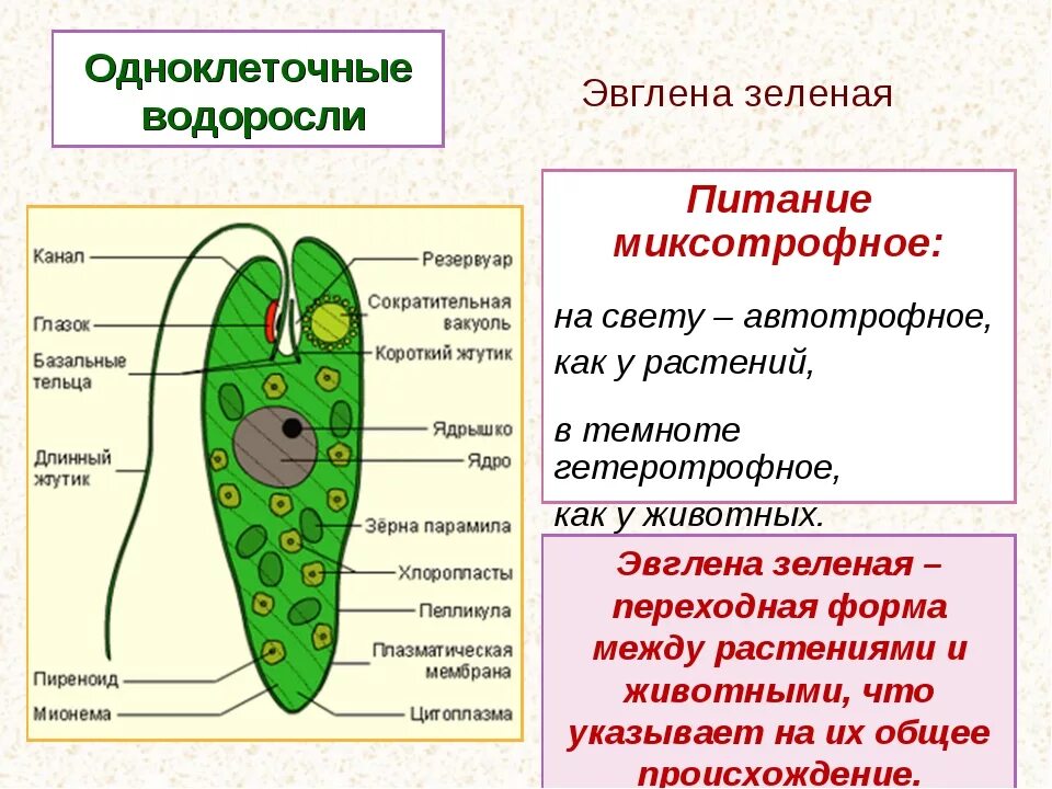 Органеллы питания эвглены зеленой. Эвглена зеленая Тип питания. Миксотрофное питание эвглены зеленой. Строение одноклеточного животного.