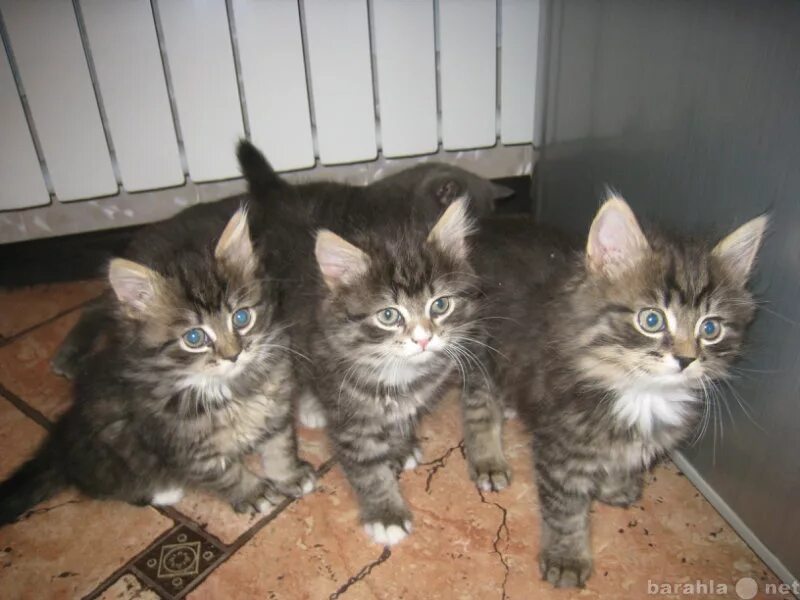 Сибирская кошка котёнок даром. Авито ногинск котята. Настоящий номер котенка лайка. Авито ногинск котята. Тайский кот метис.