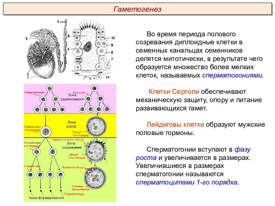 Образование мужских половых клеток. Половые клетки гаметогенез. презентация. зона роста гаметогенез. формирование мужских и женских половых клеток. строение половых клеток гаметогенез.